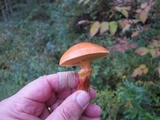 Suillus grevillei image