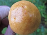 Suillus grevillei image