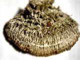 Trichaptum byssogenum image
