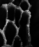Trichaptum byssogenum image