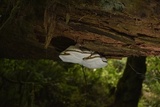 Fomitopsis officinalis image