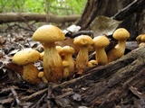 Gymnopilus luteus image