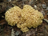 Sparassis americana image