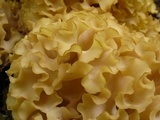 Sparassis americana image