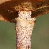 Suillus cothurnatus image