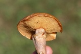 Suillus cothurnatus image