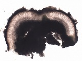 Aspicilia radiosa image