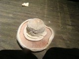 Agaricus bitorquis image