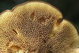 Boletinellus merulioides image