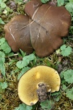 Boletinellus merulioides image