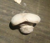 Agaricus bitorquis image