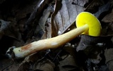 Aureoboletus auriporus image