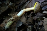 Aureoboletus auriporus image