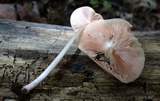 Pluteus leoninus image