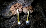 Pluteus chrysophlebius image