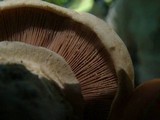 Agaricus bitorquis image