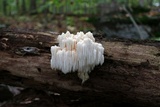 Hericium americanum image