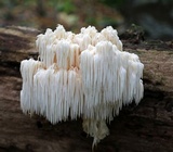 Hericium americanum image