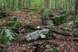 Hericium americanum image