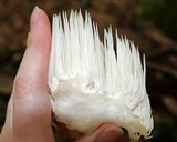 Hericium americanum image