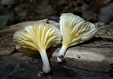 Chrysomphalina strombodes image