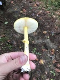 Amanita frostiana image