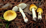 Amanita flavorubens image
