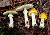 Amanita flavorubens image