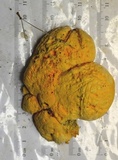 Erastia salmonicolor image