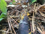 Calocera cornea image