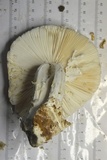 Amanita hygroscopica image