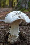 Amanita hygroscopica image