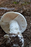 Amanita hygroscopica image