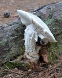 Amanita hygroscopica image