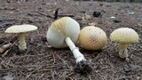 Amanita persicina image