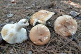 Russula compacta image