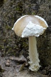 Amanita dulciarii image