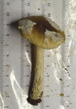 Amanita dulciarii image