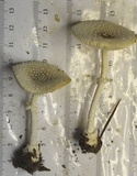 Amanita multisquamosa image