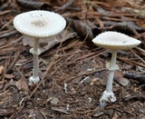 Amanita multisquamosa image