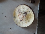 Lactarius lignyotus var. nigroviolascens image