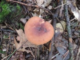 Lactarius mutabilis image