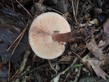 Lactarius mutabilis image