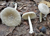 Amanita sect. Vaginatae image