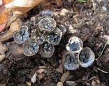Cyathus stercoreus image