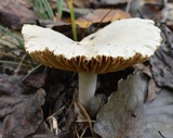 Lactarius subplinthogalus image
