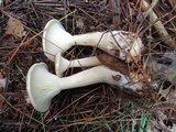 Ampulloclitocybe clavipes image