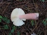 Russula xerampelina image