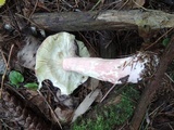 Russula xerampelina image