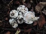 Hygrophorus sordidus image